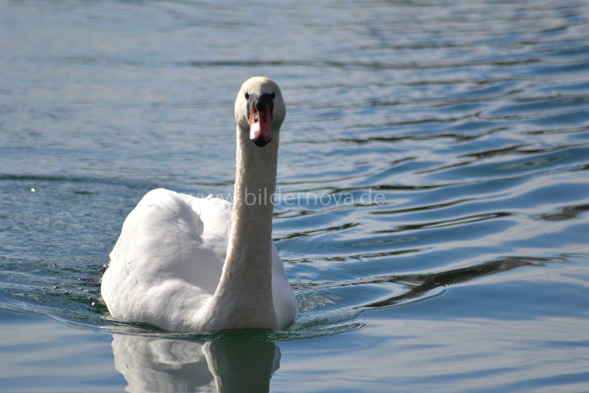 Höckerschwan (ID: 000028)