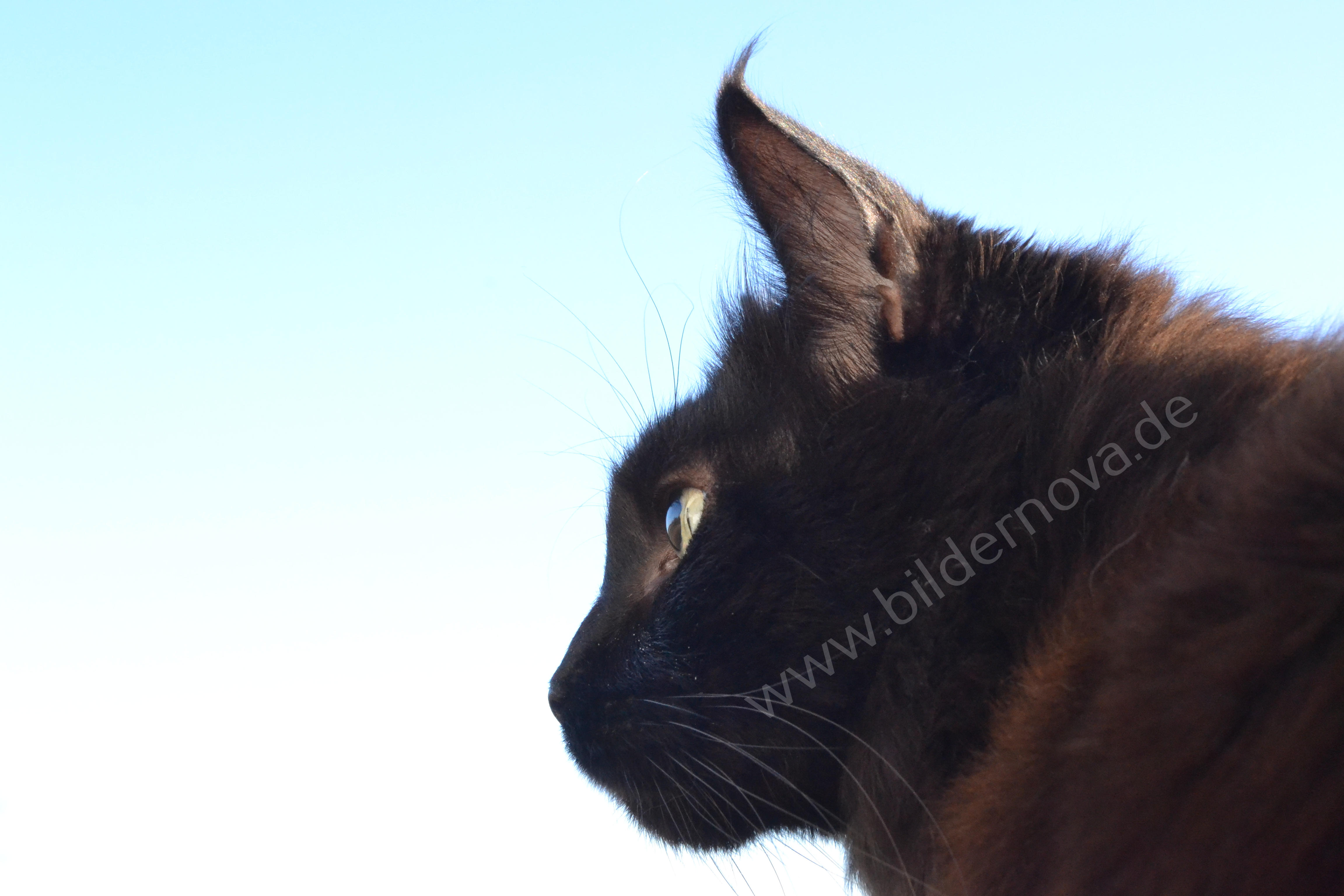 Maine-Coon-Kater 'Black Smoke' (ID: 000042)