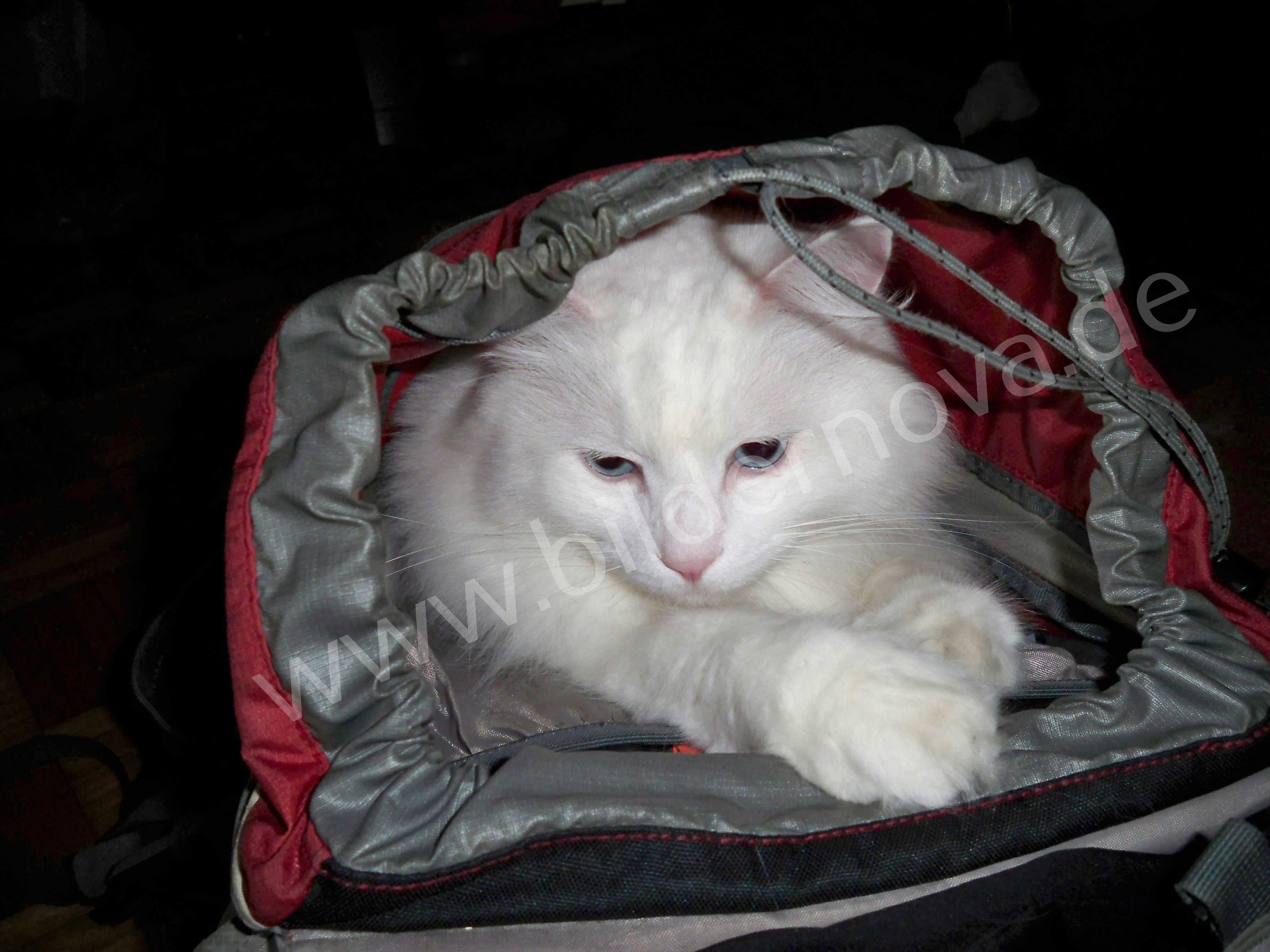 Weißer Maine-Coon-Mix mit blauen Augen (ID: 000045)