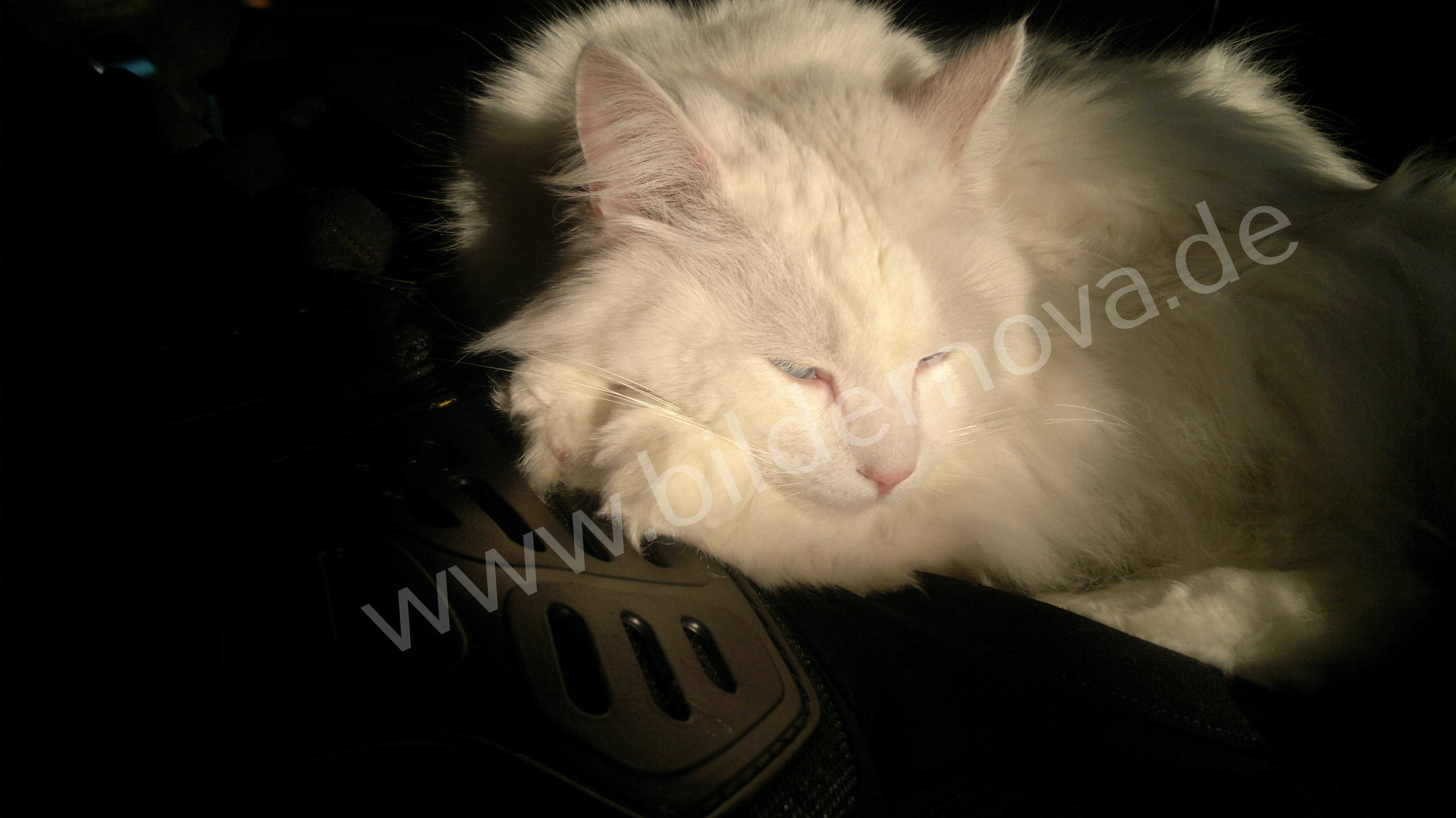 Weißer Maine-Coon-Mix mit blauen Augen (ID:000035)