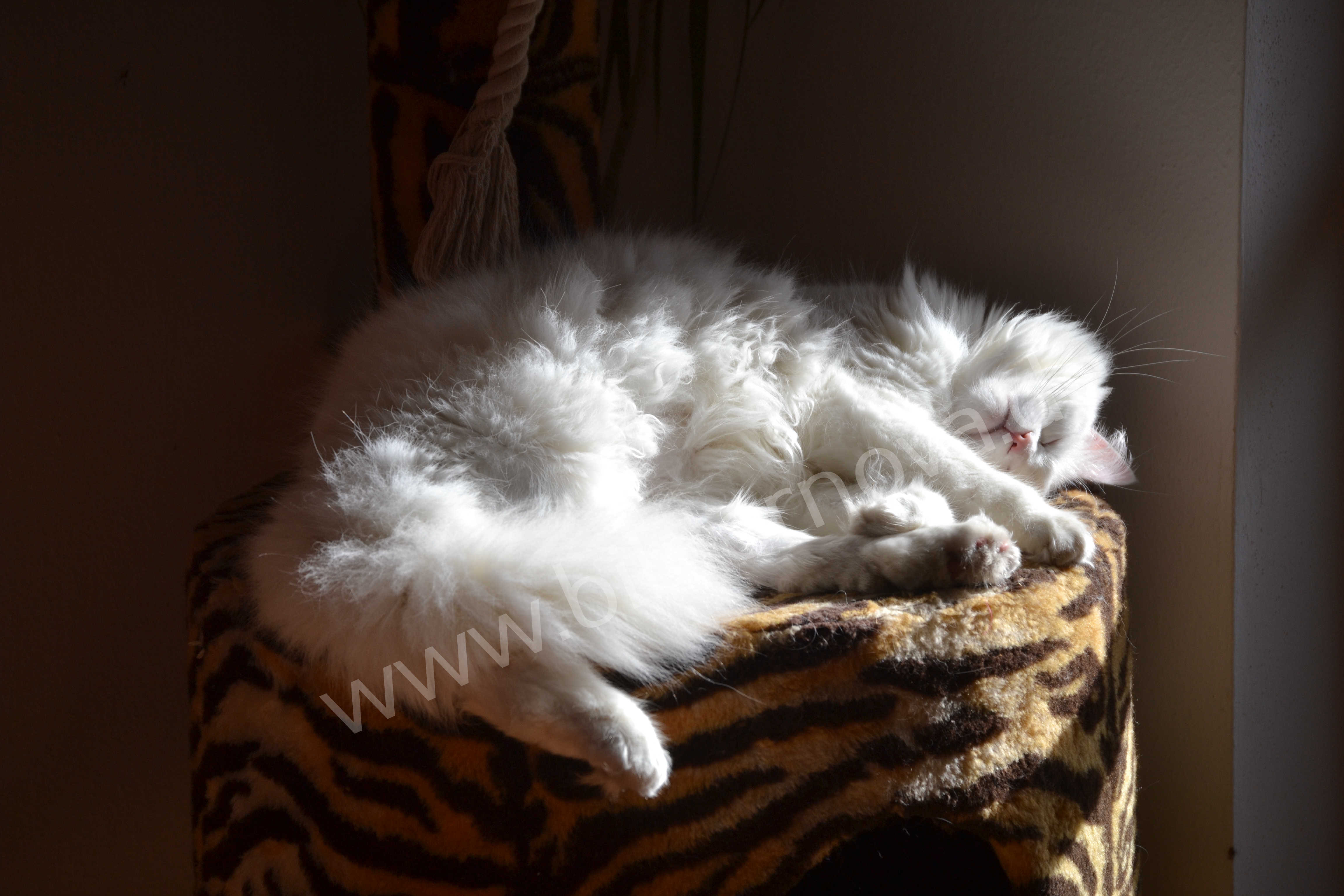 Weißer Maine-Coon-Mix mit blauen Augen (ID: 000036)