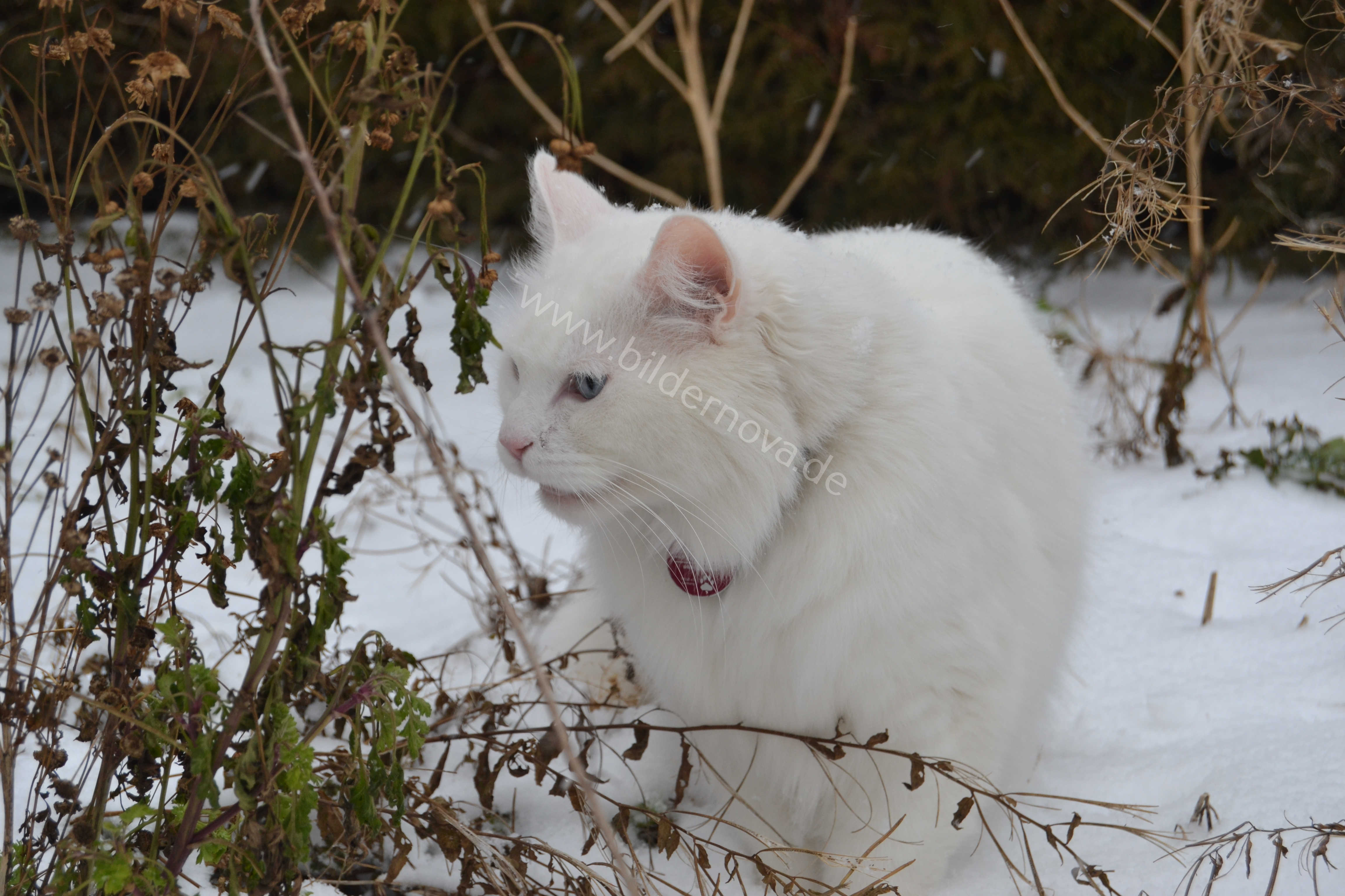 Weißer Maine-Coon-Mix im Schnee (ID: 000041)