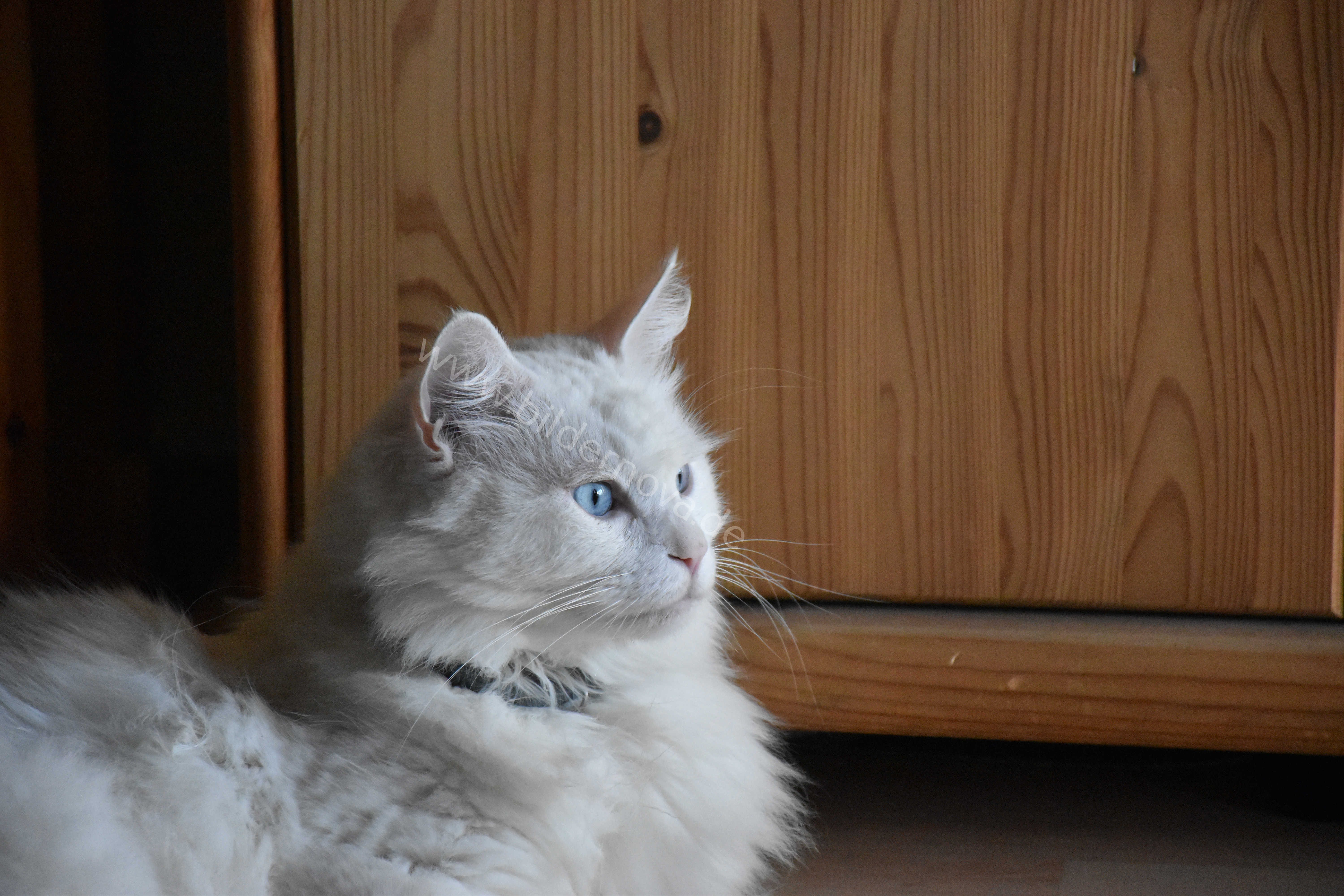 Weißer Maine-Coon-Mix mit blauen Augen (ID: 000046)