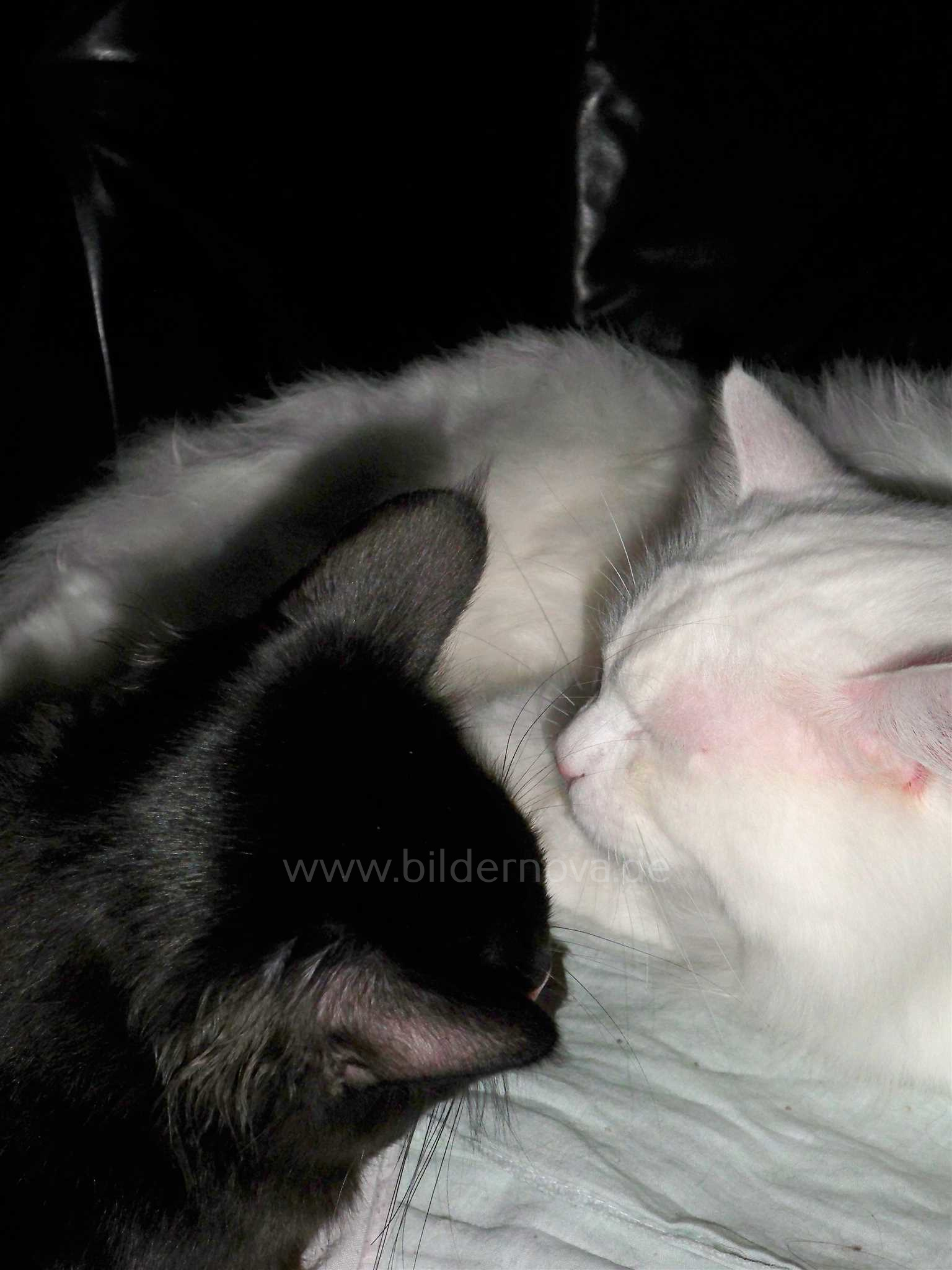 Maine-Coon-Kumpel 'Lux & Devil' (ID: 000040)