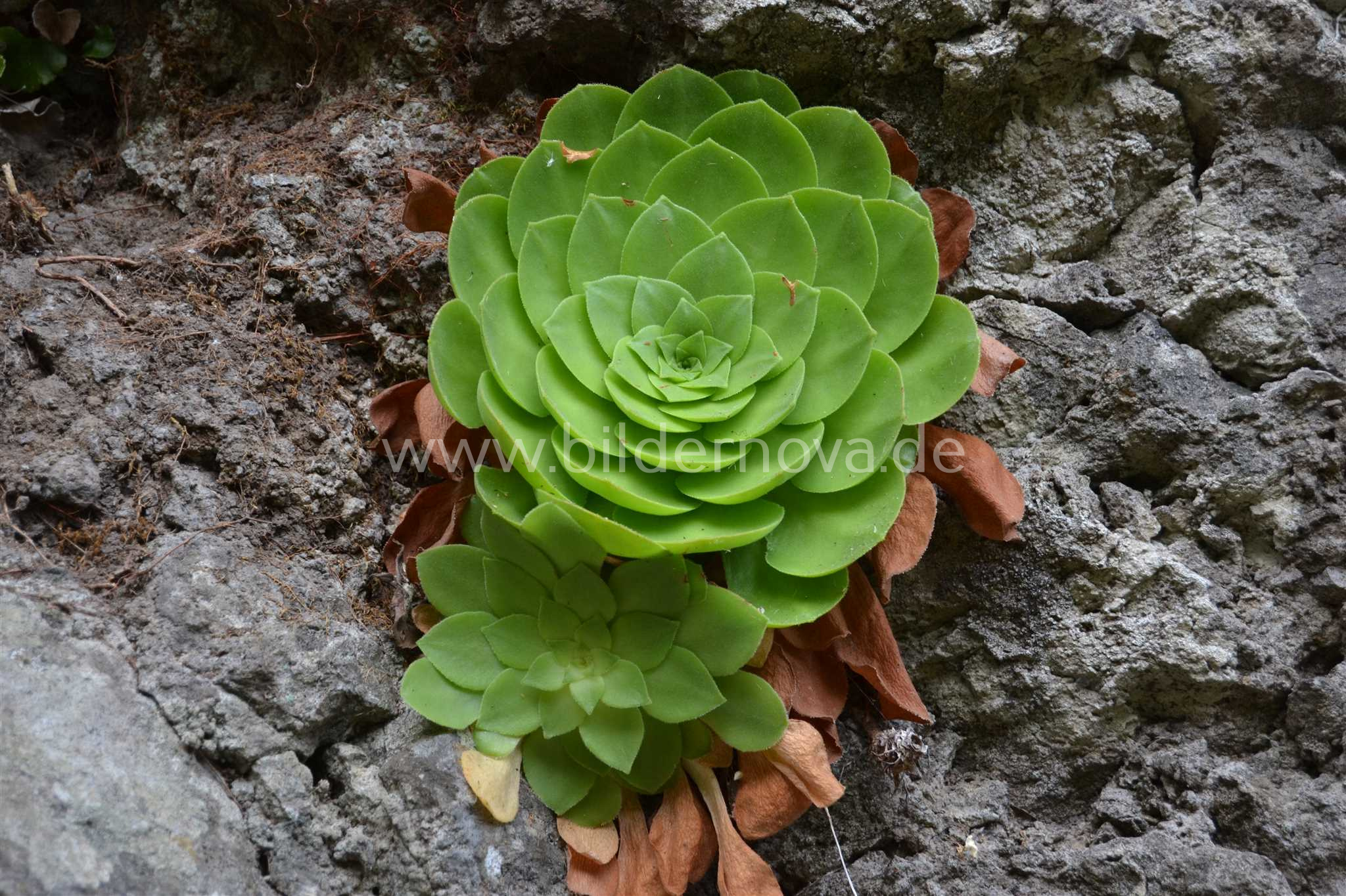 Madeira/Portugal - Steinpflanze (ID: 000055)