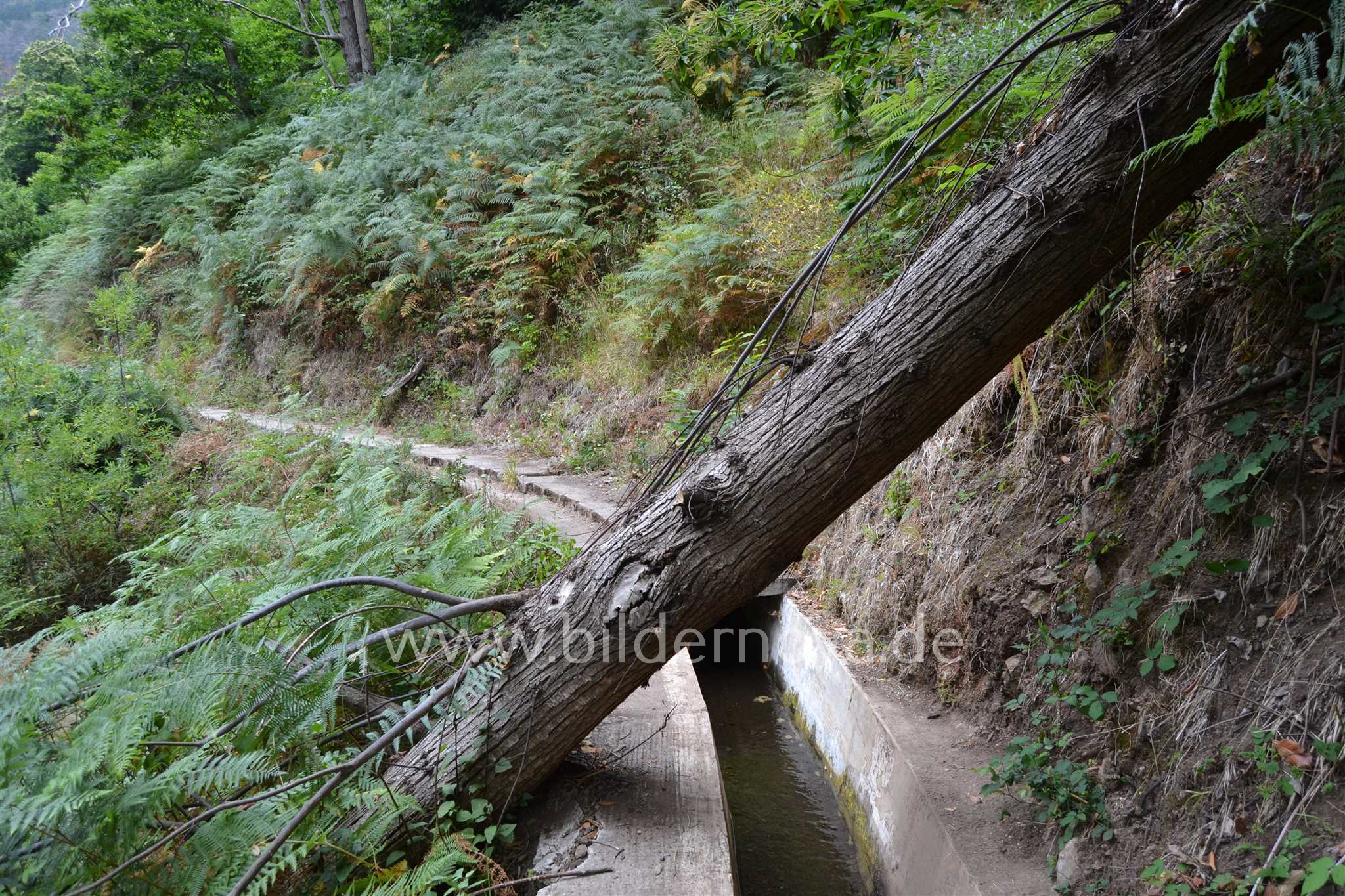 Madeira/Portugal - Levada (ID: 000056)